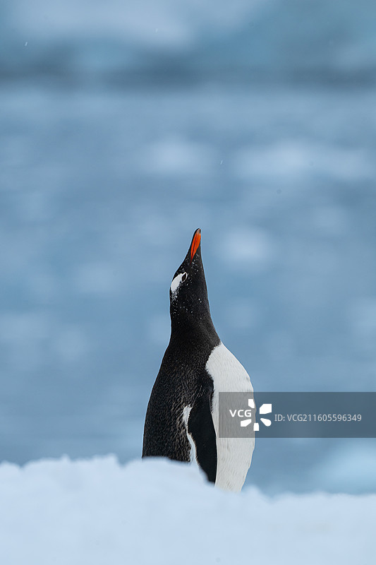 南极洲，蔚蓝冰川，海上冰川冰川下的巴布亚企鹅图片素材
