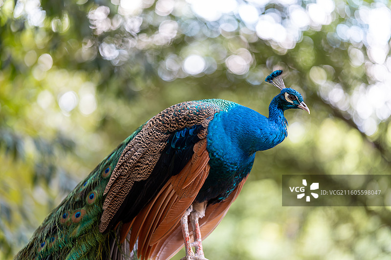 登高的孔雀图片素材