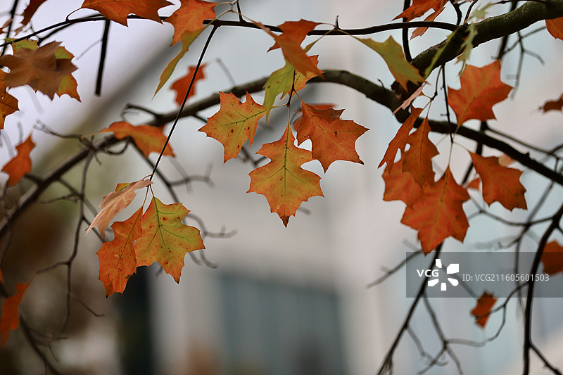 杭州天目里秋天的枫叶图片素材