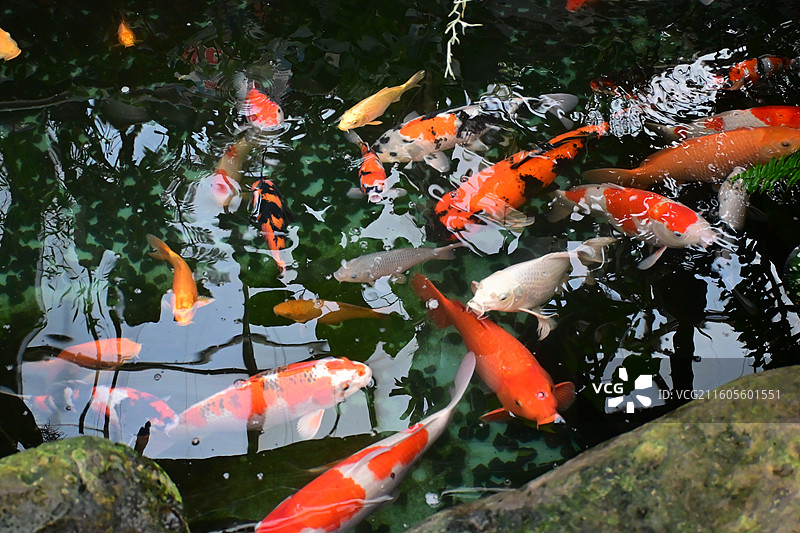 锦鲤与热带植物图片素材