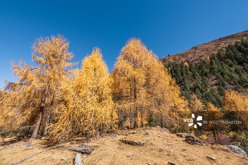 川西党岭秋季彩林与黄色草地背景图片素材