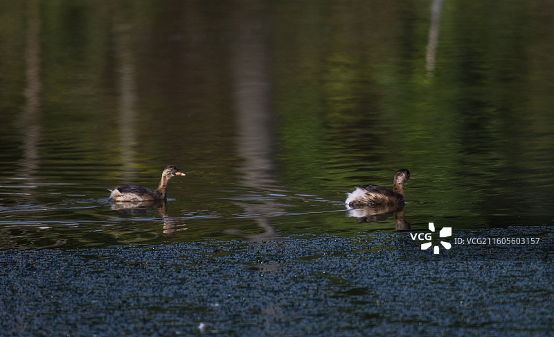 隆昌古宇湖的候鸟图片素材