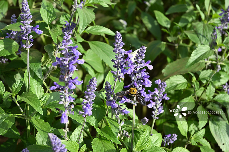 蓝花鼠尾草与蜜蜂图片素材