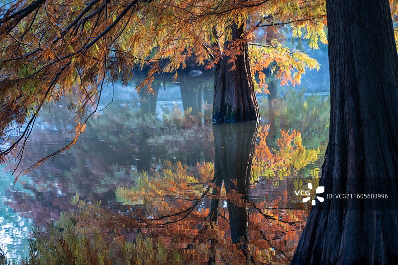 南京燕雀湖落羽杉秋色，水中倒影如童话画卷图片素材