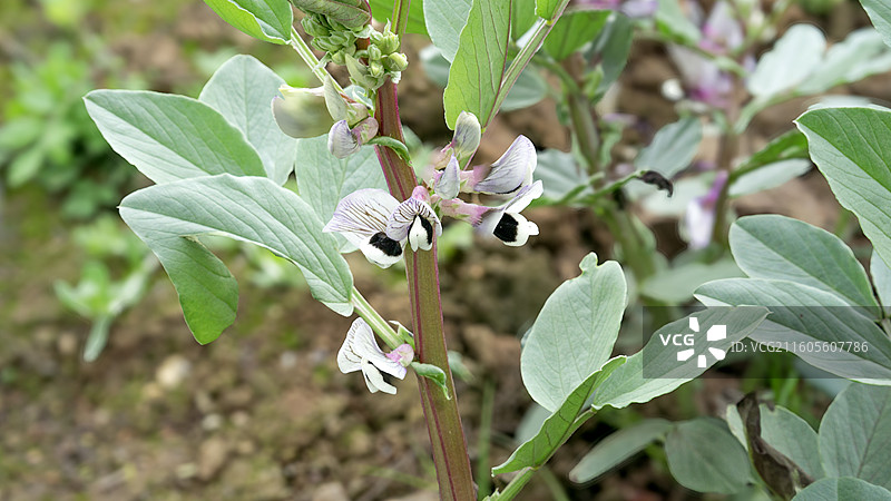 大邑安仁古镇胡豆花 蚕豆花 户外 农田 春天 种植 壁纸 背景图片素材