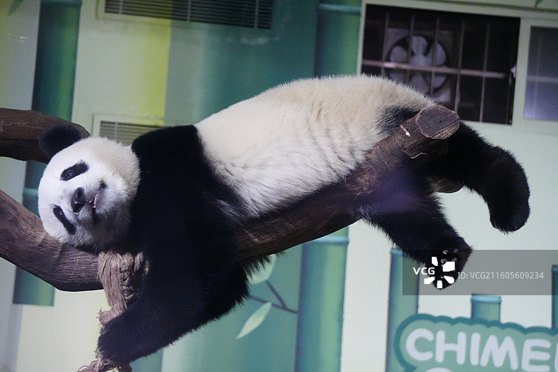 大熊猫图片素材