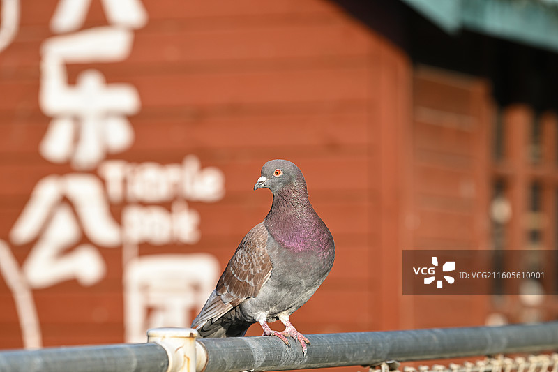 公园饲养的观赏鸽图片素材