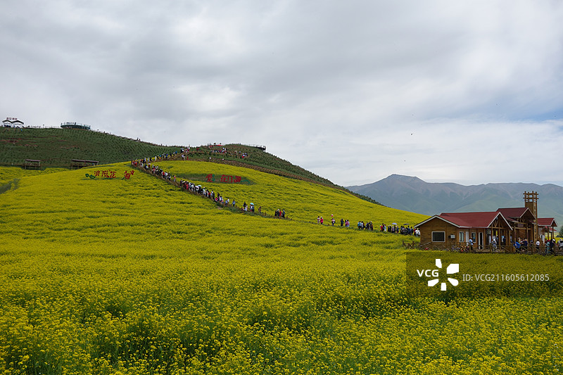 青海省海北州门源县门源油菜花海图片素材