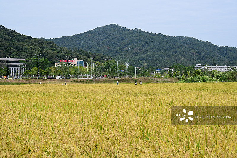 稻田图片素材