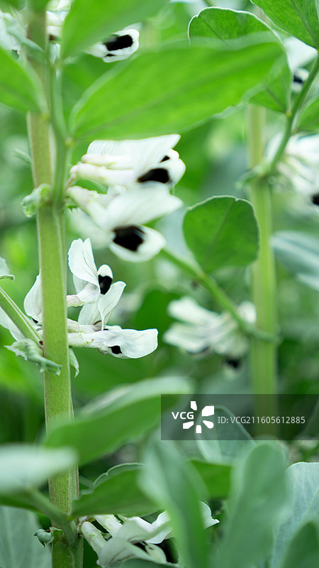 大邑安仁古镇胡豆花 蚕豆花 户外 农田 春天 种植 壁纸 背景图片素材