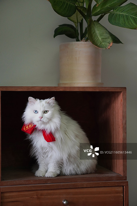 猫坐在柜子上的画像图片素材