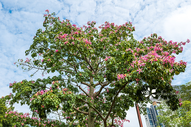 蓝天下开花异木棉的低角度视图图片素材