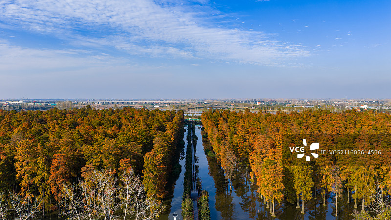 湖北武汉市新洲区涨渡湖国家湿地森林公园池杉和白鹭航拍全景景象图片素材