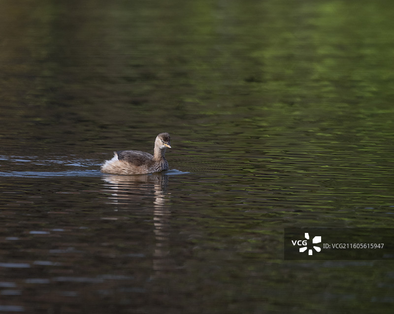 隆昌古宇湖的候鸟图片素材