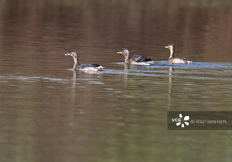 隆昌古宇湖的候鸟图片素材
