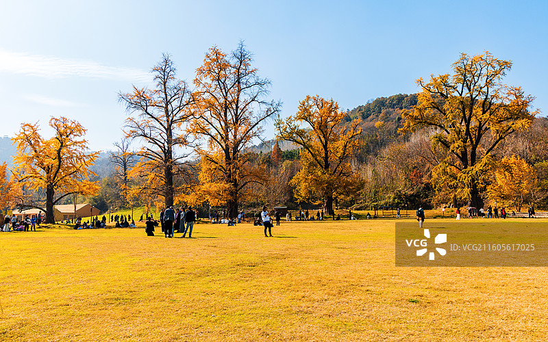 随州千年银杏谷图片素材