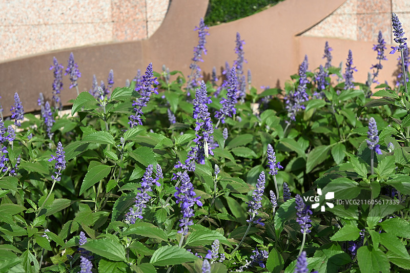 蓝花鼠尾草与蝴蝶图片素材