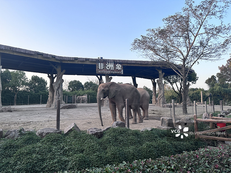 上海野生动物园非洲象图片素材