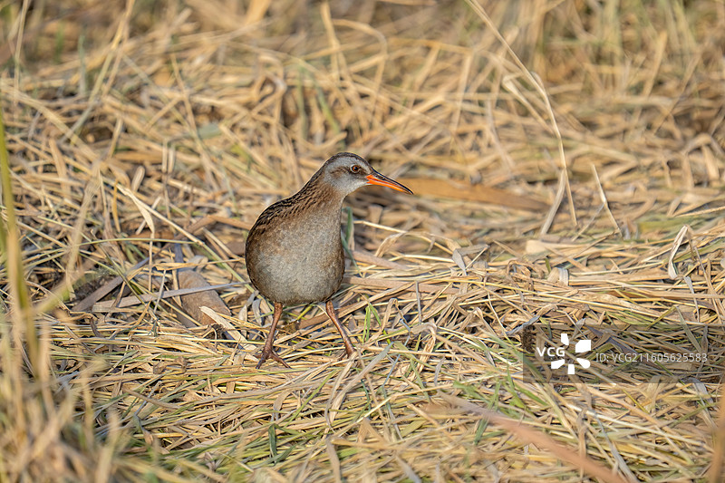 芦苇丛里的秧鸡图片素材