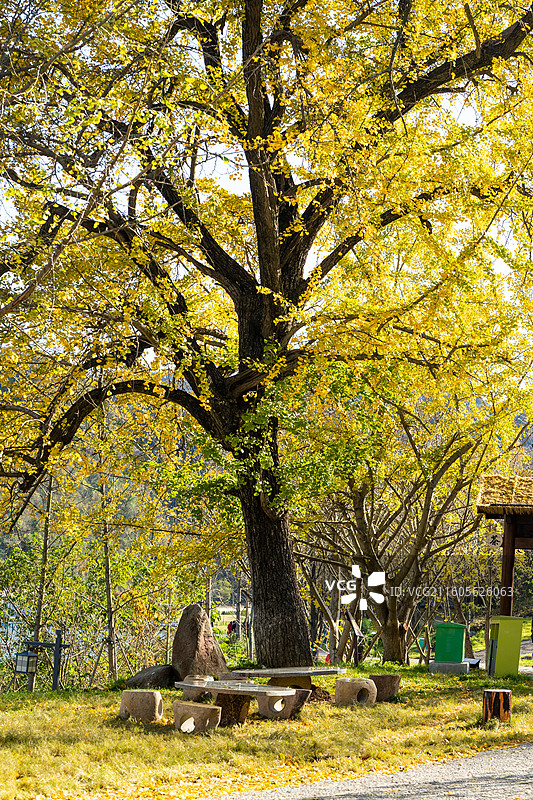 湖北随州千年银杏谷秋景 秋天山林 银杏景观 美丽公园 风景图片素材