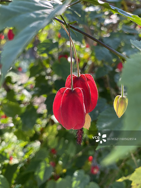 奇花异草—— 红萼苘麻图片素材