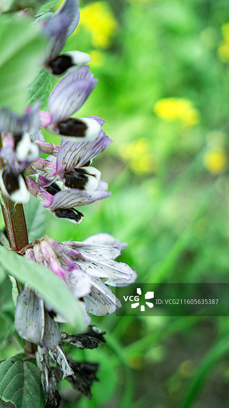 大邑安仁古镇胡豆花 蚕豆花 户外 农田 春天 种植 壁纸 背景图片素材
