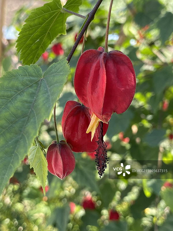 奇花异草—— 红萼苘麻图片素材
