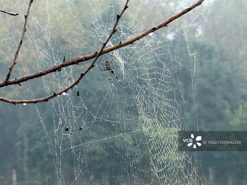 蜘蛛和网图片素材