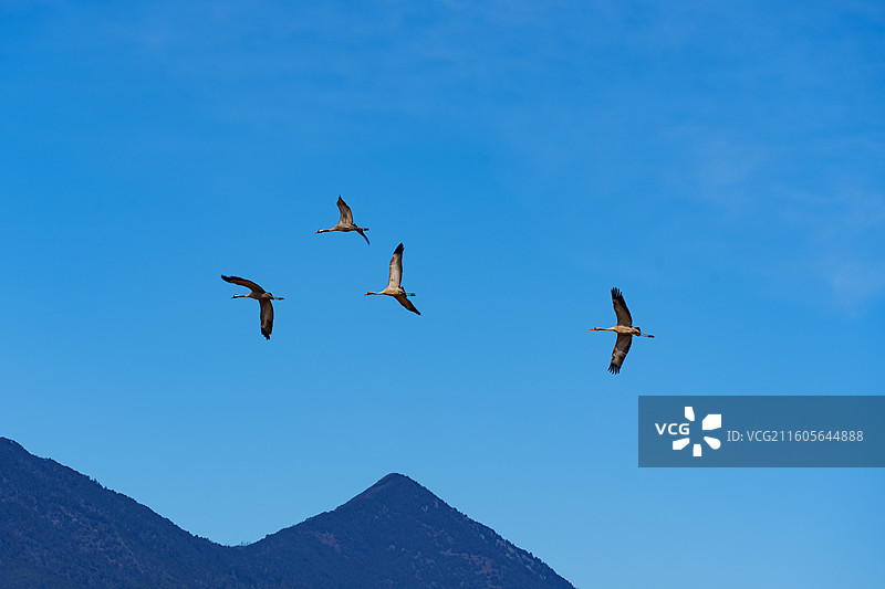 灰鹤在云南省丽江市拉市海附近的高原山地间飞翔的自然景观图片素材