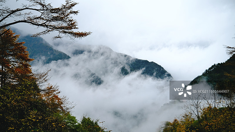 安吉金钱松国家森林公园图片素材