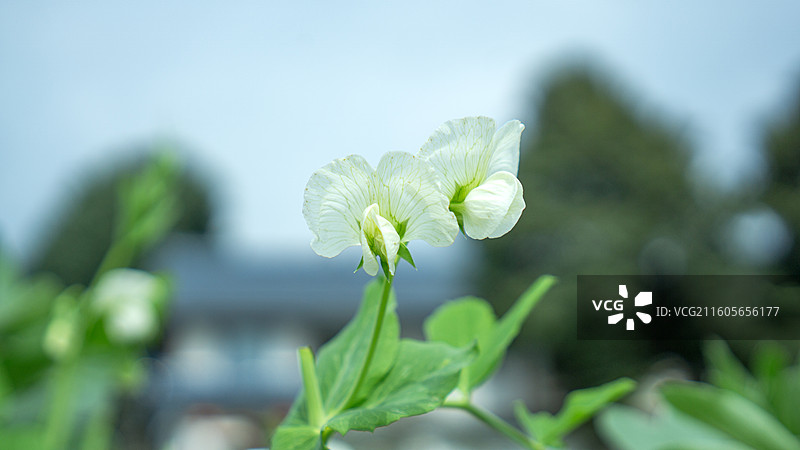 大邑安仁农田里的豌豆花 豌豆 壁纸 背景 花 农业图片素材