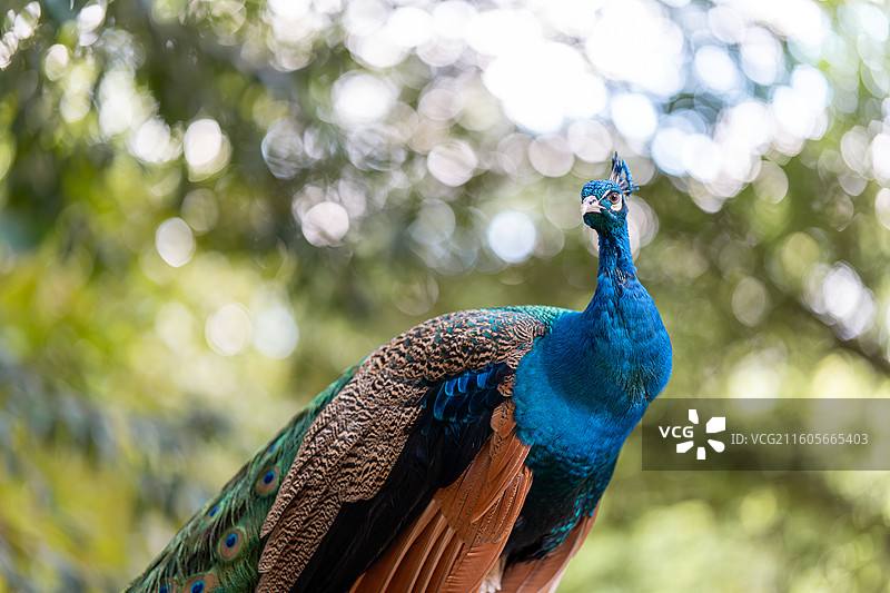 登高的孔雀图片素材