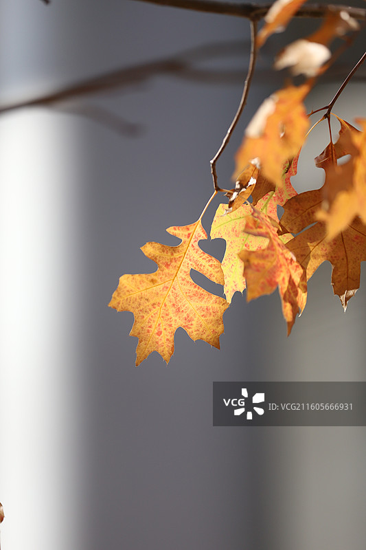 杭州天目里秋天的枫叶图片素材