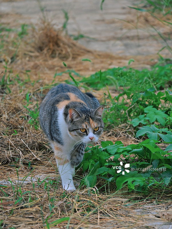 南京佘村猫咪图片素材
