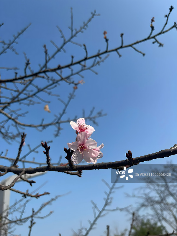 苏州上方山动物园枝头樱花绽放于蓝天之下图片素材