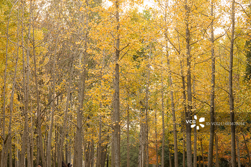 上海世纪公园金黄色的的银杏林美景图片素材