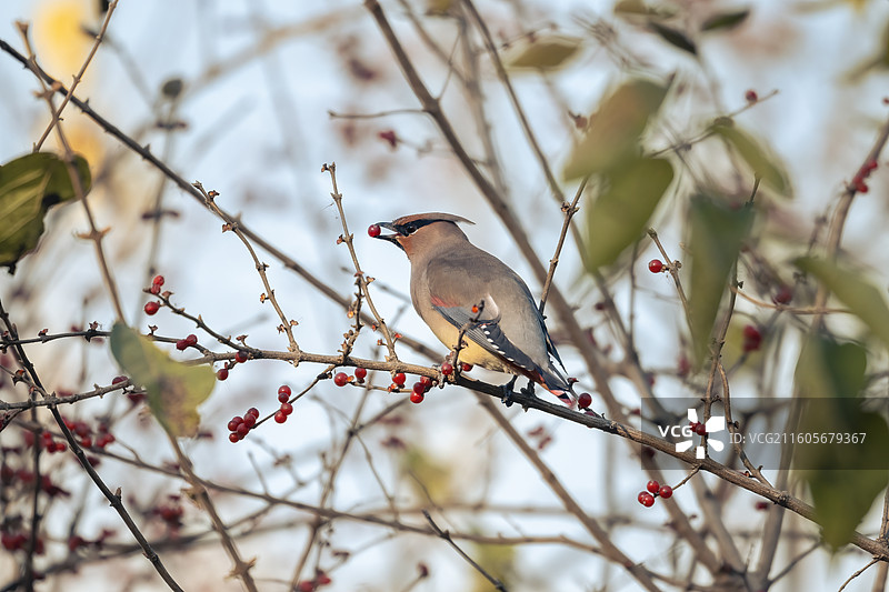 忍冬丛中的小太平鸟图片素材