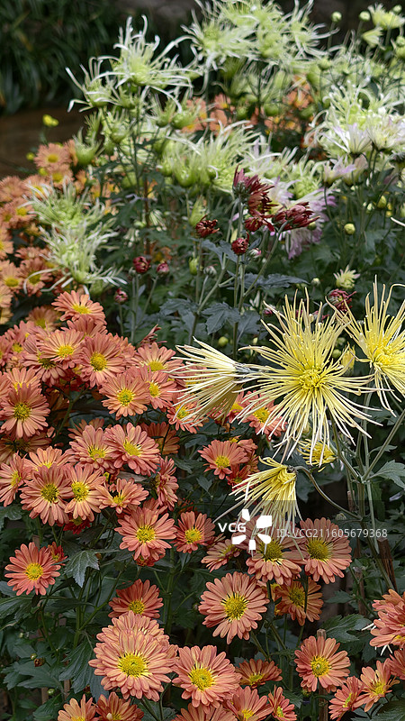 菊花花境 ——2025年乌尤寺菊花展图片素材