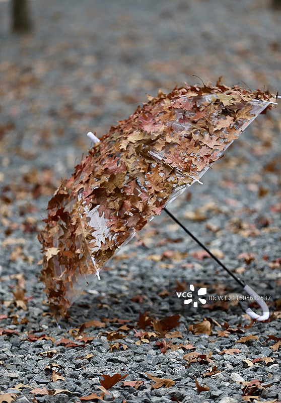 杭州天目里秋天的枫叶图片素材