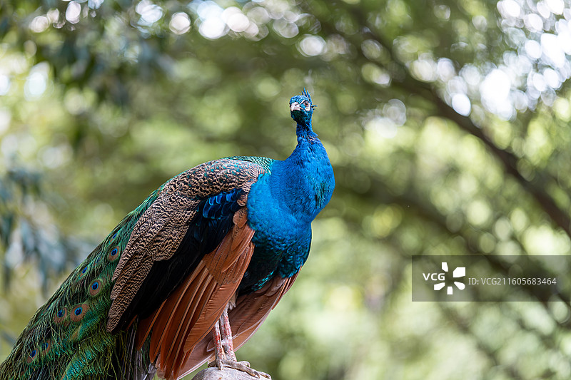 登高的孔雀图片素材