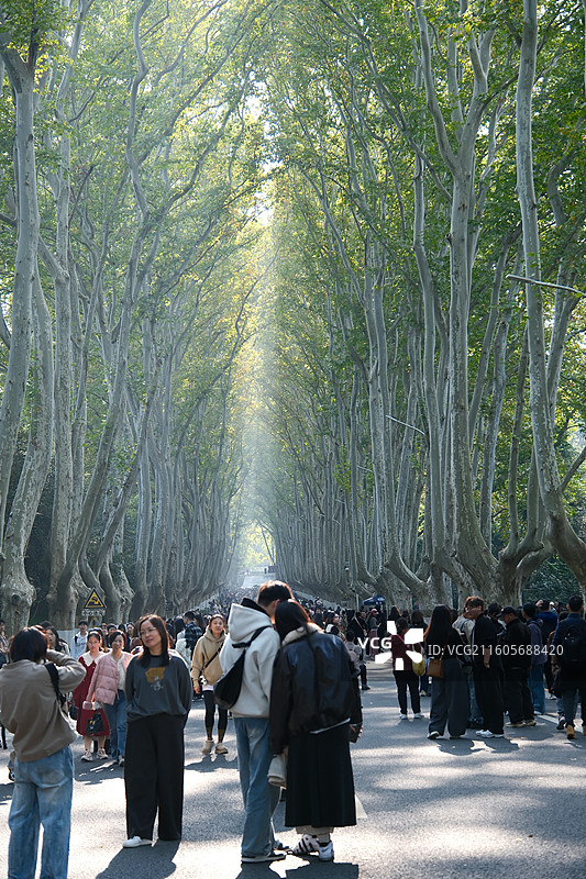 这世界有那么多人 南京梧桐大道图片素材