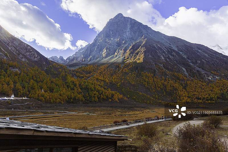 四川省甘孜藏族自治州，稻城亚丁洛绒牛场，彩林，雪山图片素材