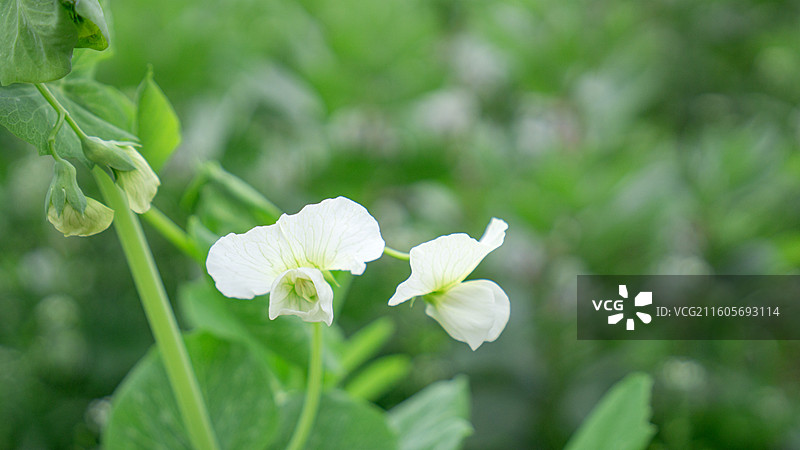 大邑安仁农田里的豌豆花 豌豆 壁纸 背景 花 农业图片素材