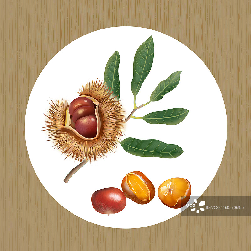 板栗手绘插画图片素材