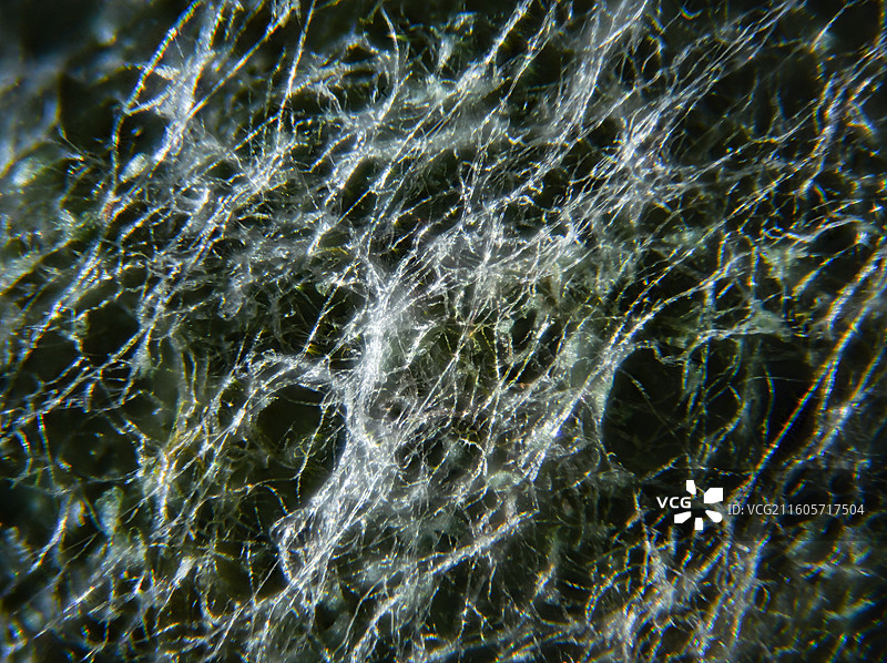 茶叶发霉后表面的菌丝图片素材