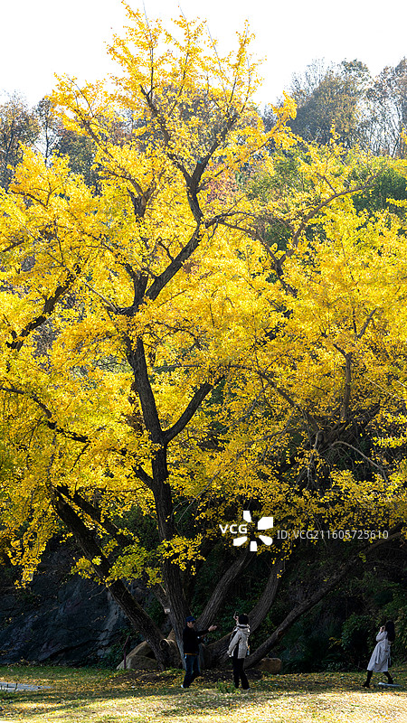 湖北随州千年银杏谷秋景 秋天山林 银杏景观 美丽公园 风景图片素材
