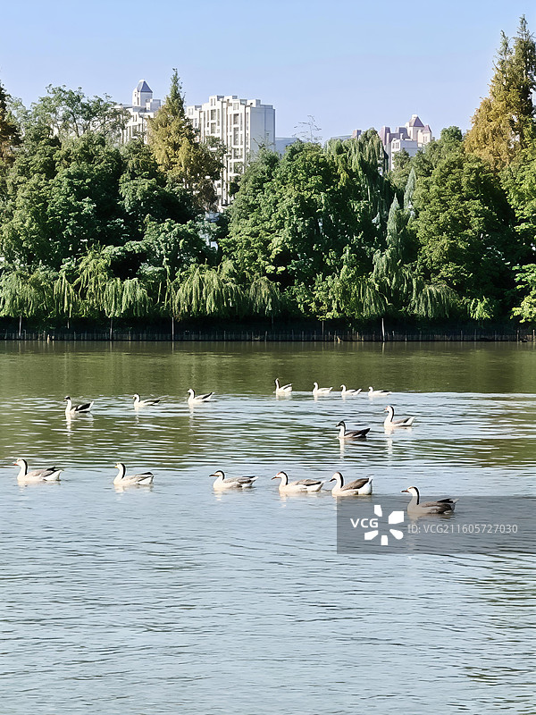 南昌艾溪湖森林湿地公园天鹅湖的大雁图片素材