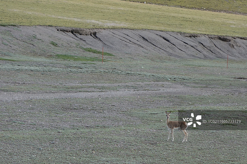 青海省玉树州曲麻莱县G215国道：藏原羚图片素材