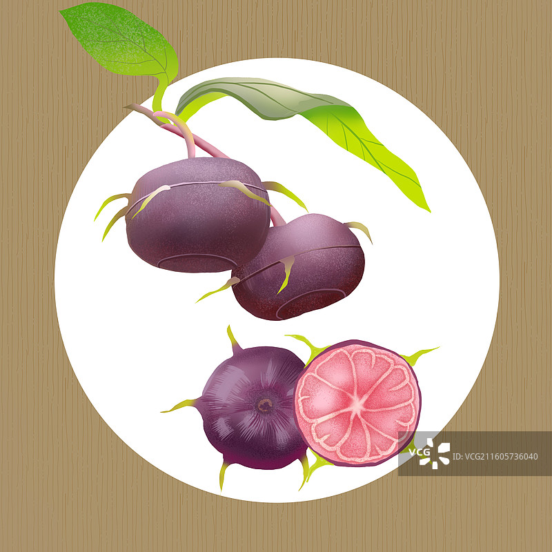 红果参手绘插画图片素材