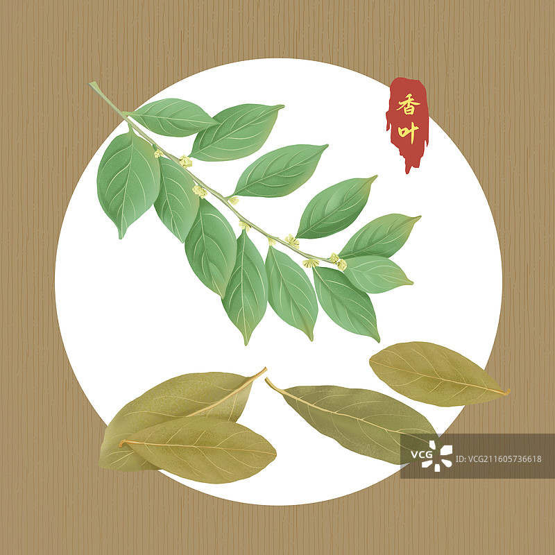 香叶手绘插画图片素材